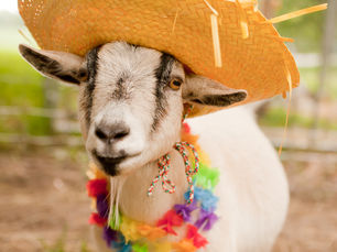 How to Know if You Have a Pygmy Goat
