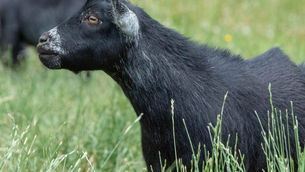 Pneumonia In Goats