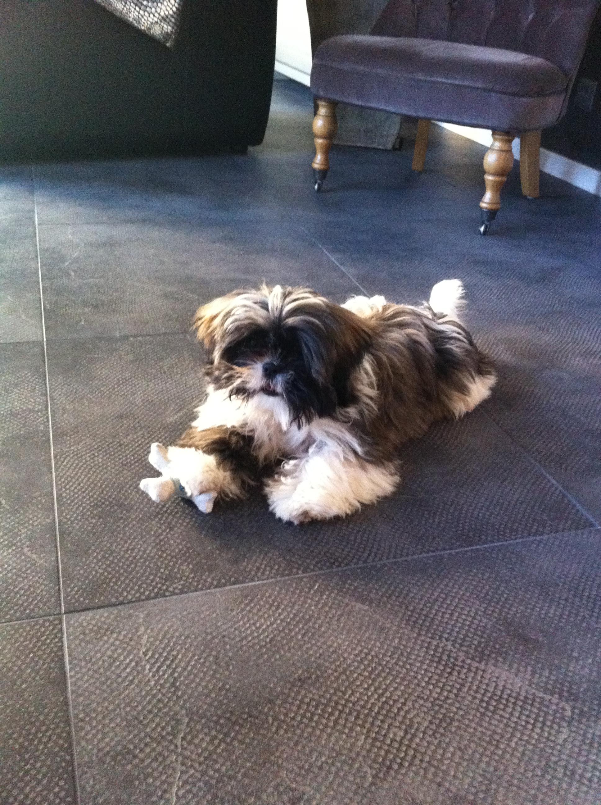 Le Shi Tzu