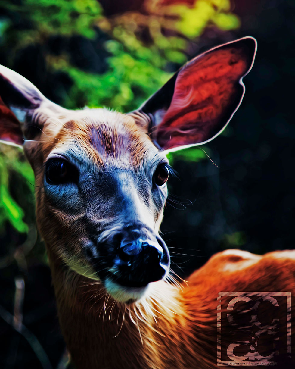 Fawn
