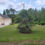 Thumbnail: Windmill Palm