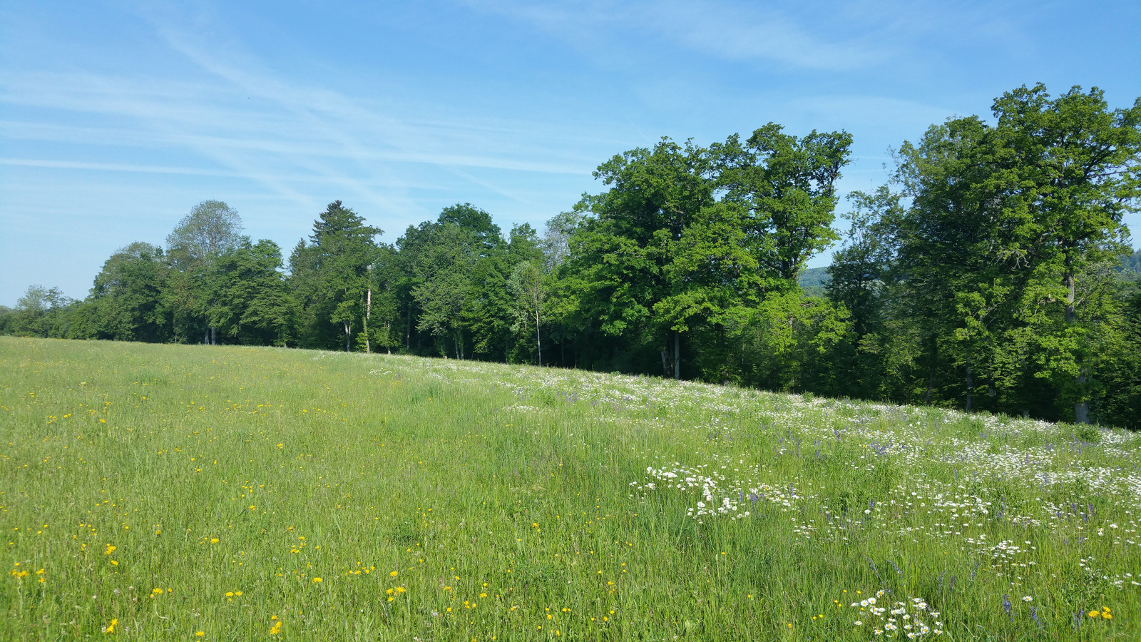 Fettwiese Vs Blumenwiese Lowenburg Ju