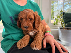 Duke