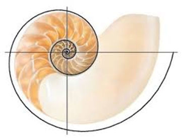 Golden Ratio_Sea Shell_Image.jpeg