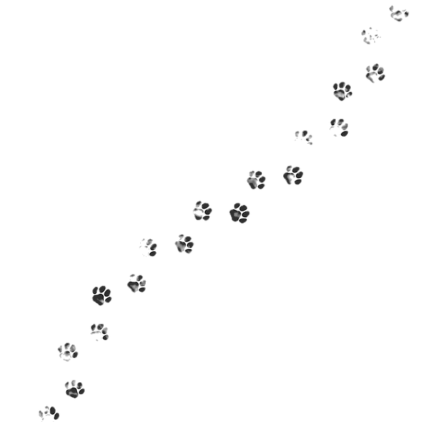 Paw Prints