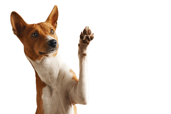 Dog Waving Paw_edited.png