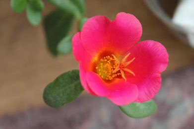 portulaca for sale taylors sc.jpg