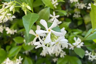 confederate jasmine for sale taylors sc.webp