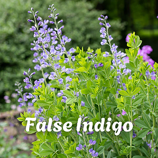 false indigo baptisia for sale near me