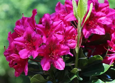 rhododendron for sale taylors sc.webp