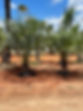 blythewood palms of greer sc