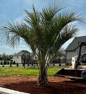 blythewood palms of greer sc