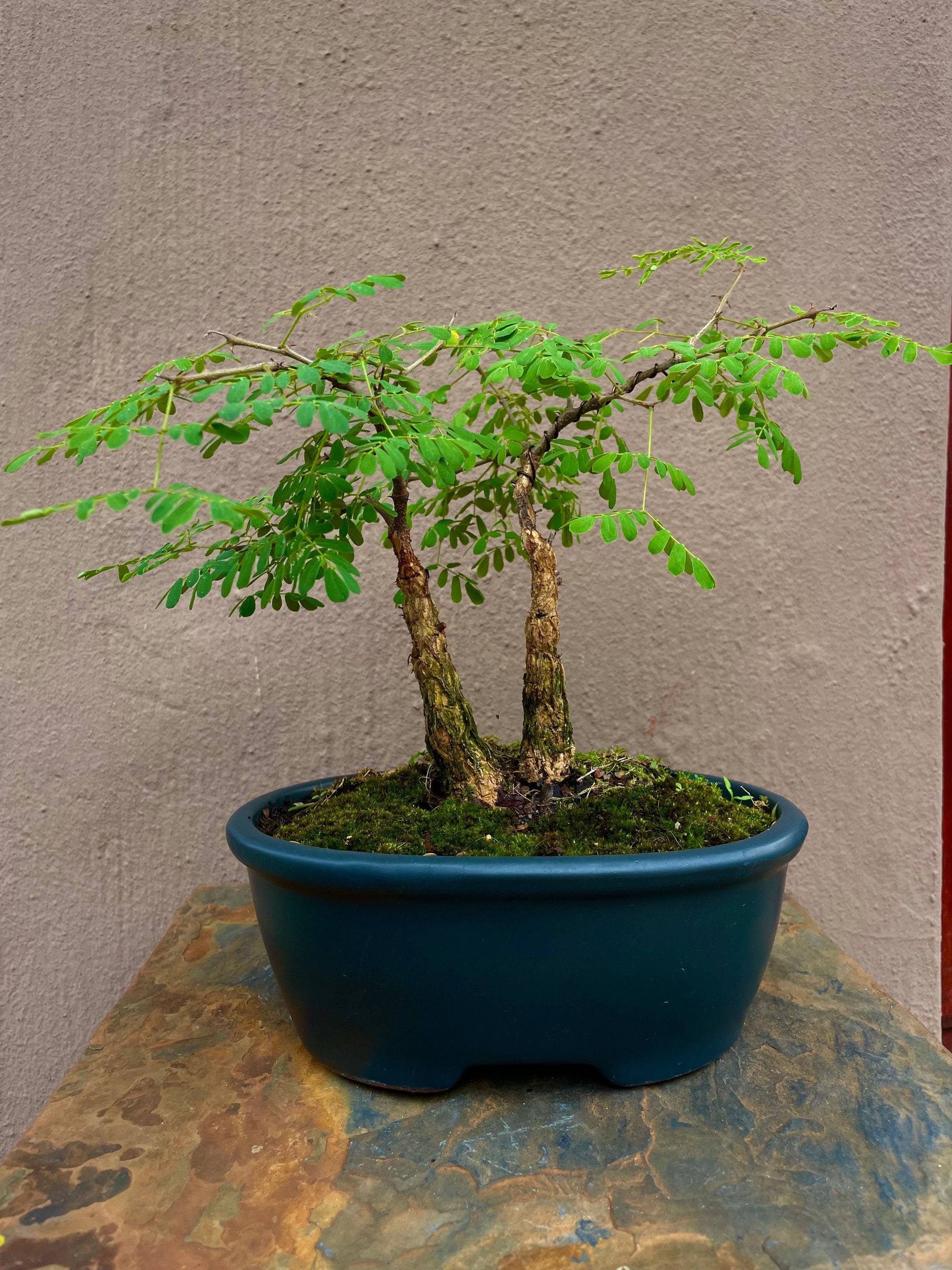 Black Monkey thorn ( Acacia )