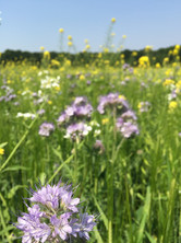 image00009.jpeg