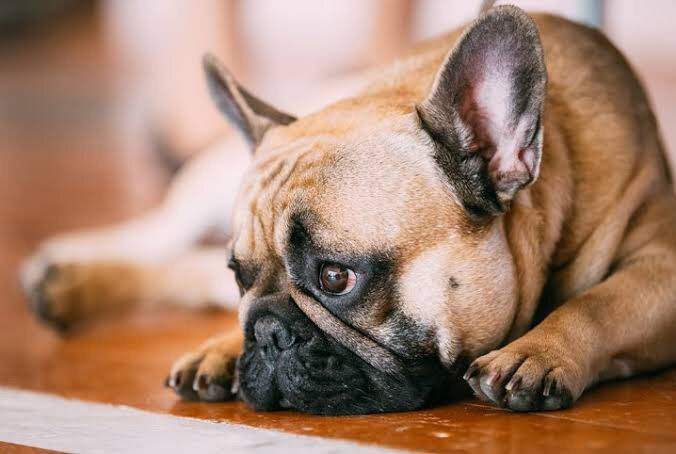 A falha de função vem antes da DOENÇA