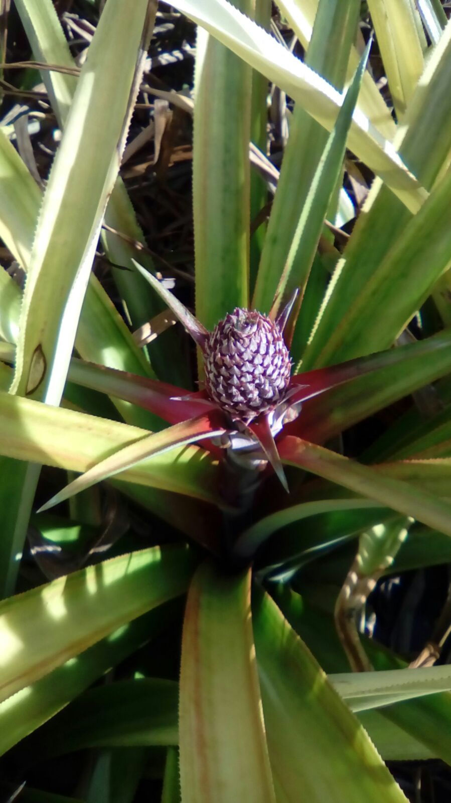 A Flowering Pineapple