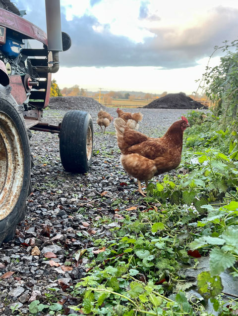 Chickens on the flower farm