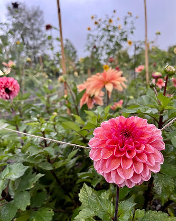 Dahlia ready for pick your own flowers in summer