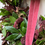 Thumbnail: Festive wreath with pinks and rich greens