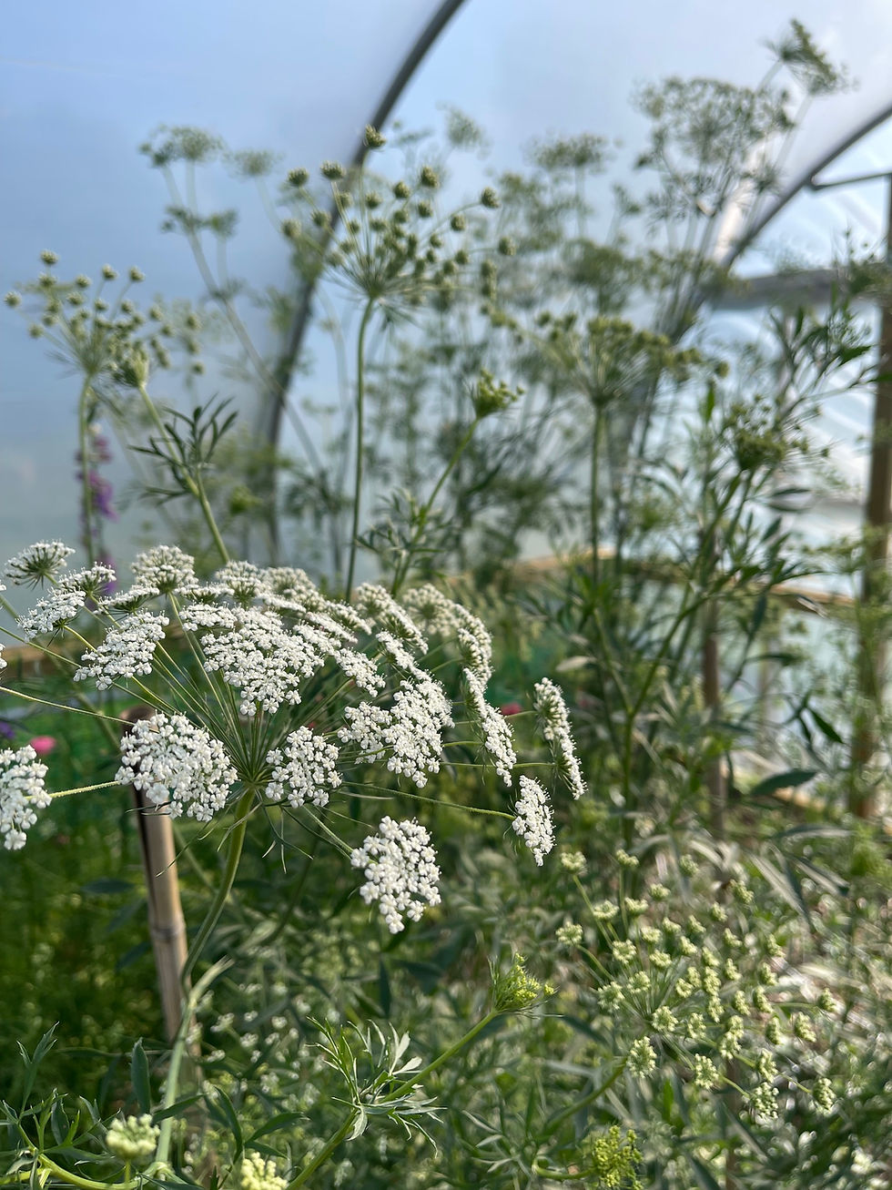 Thumbnail: Polytunnels in May