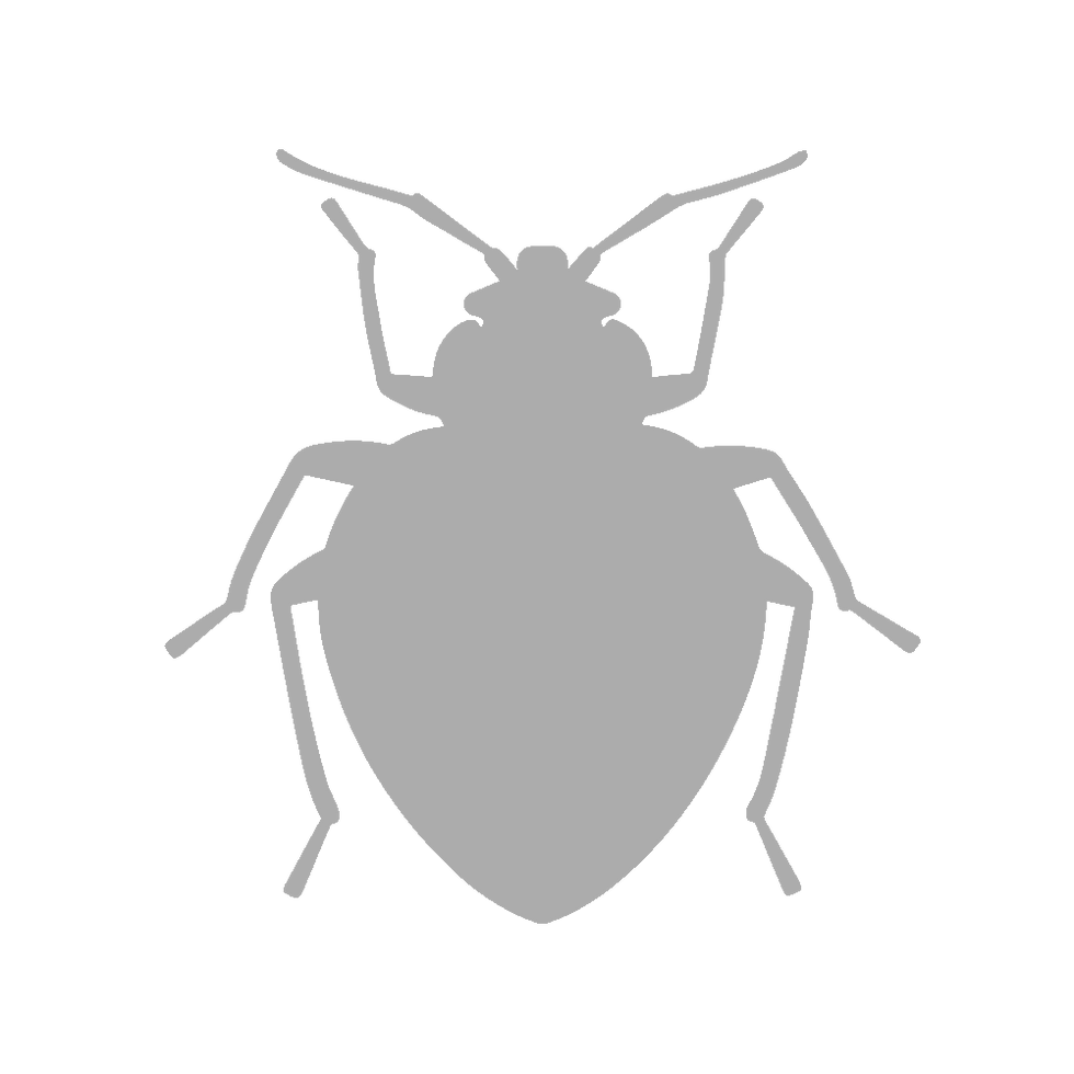 Bed Bugs