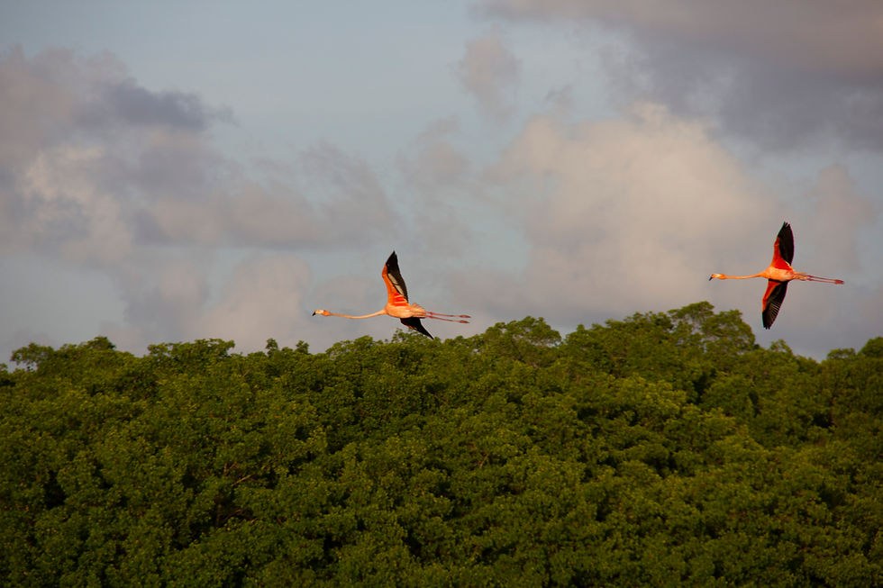 Thumbnail: Caroni Ibis Experience
