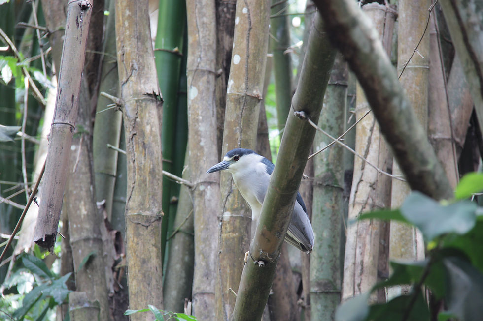 Thumbnail: Nariva Swamp/Bush Bush Adventure