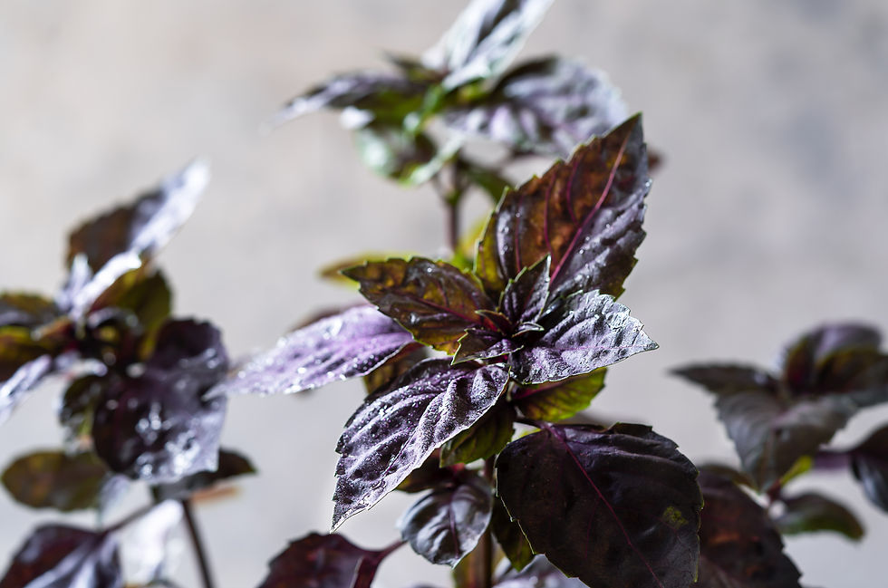 Black Opal Basil