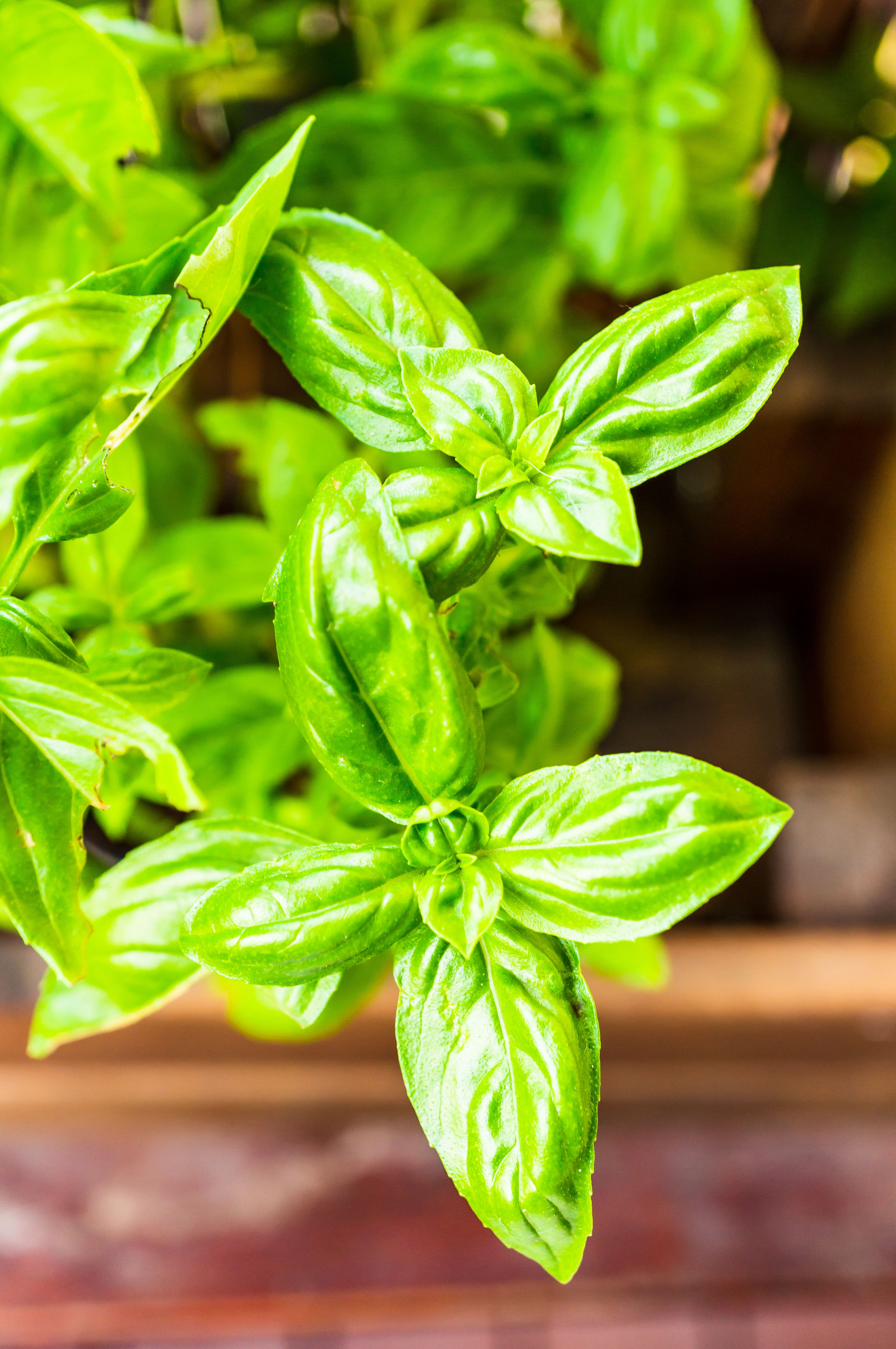 Sweet Basil