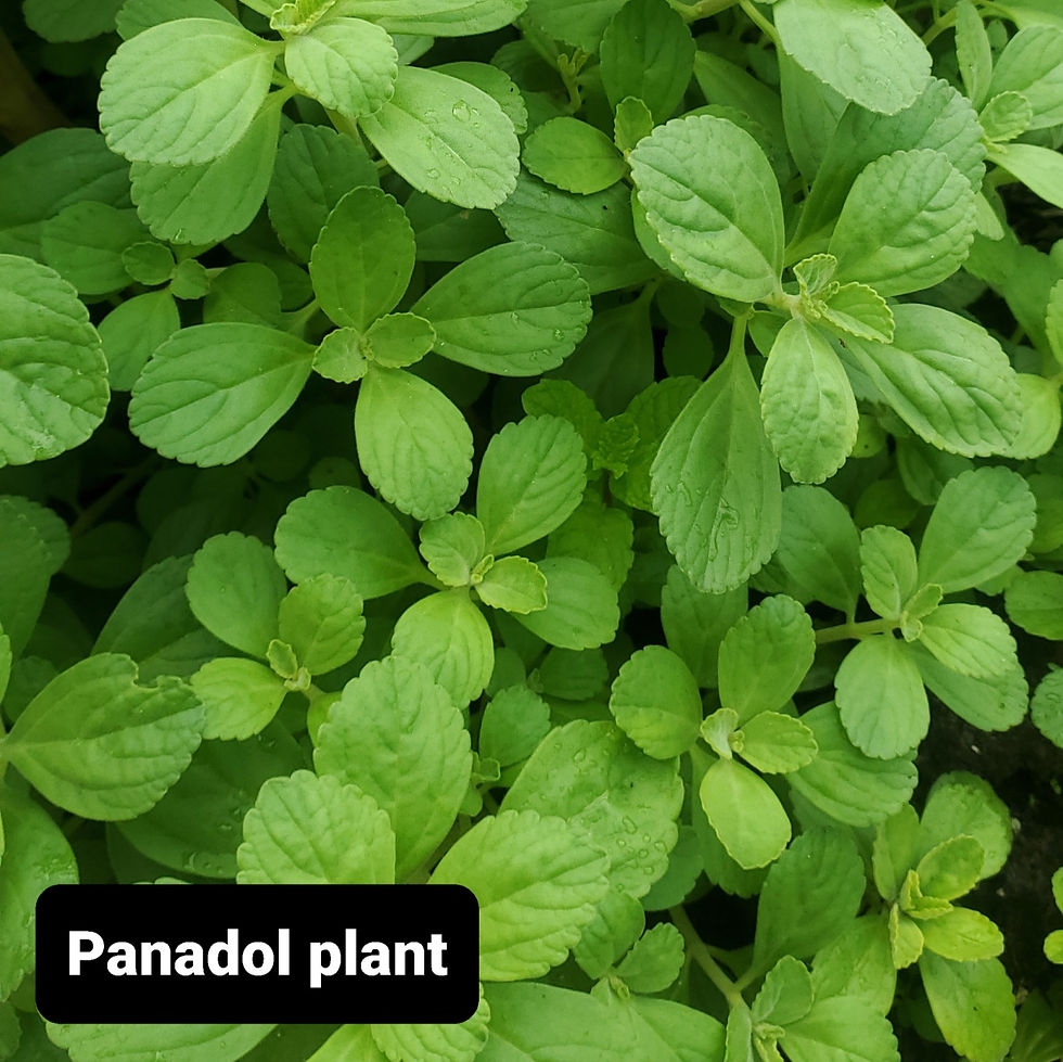 Panadol Mint