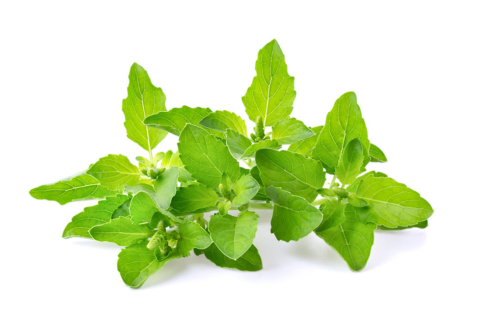 Lemon Basil