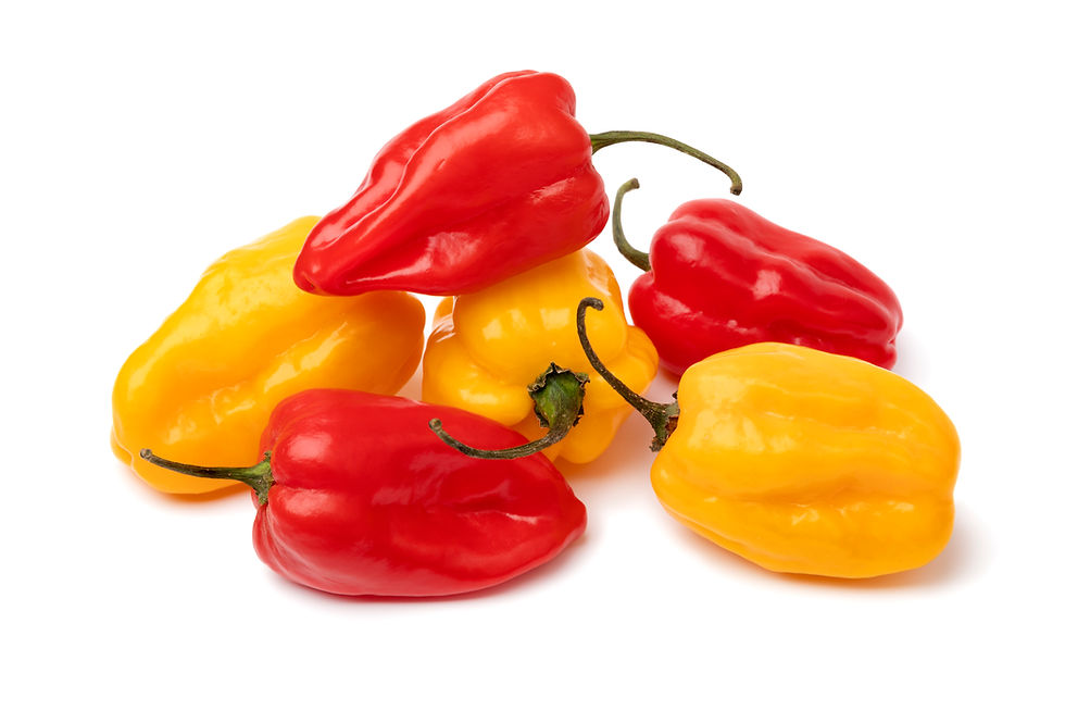 Habanero Pepper