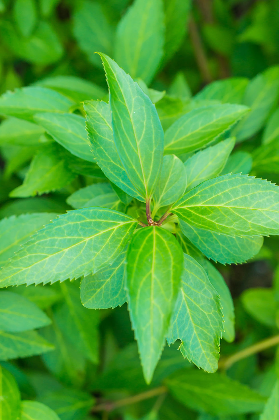 Holy Basil(Tulsi)