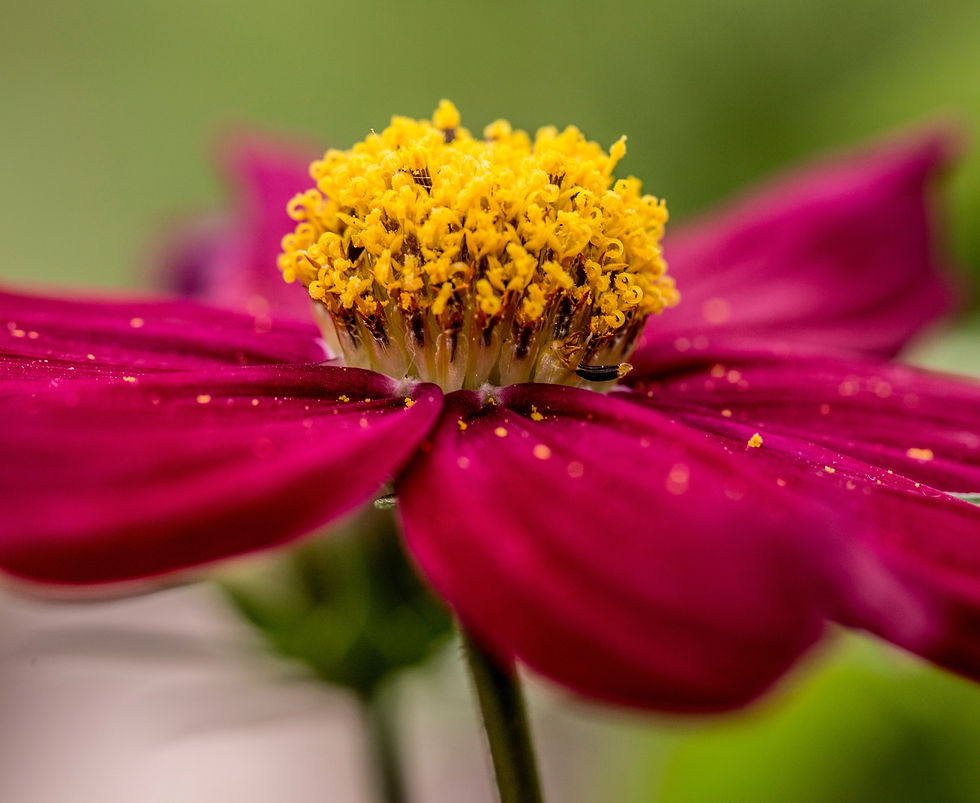 Pollen on pink flower
