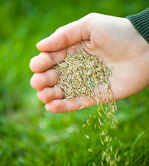 Close-up of a hand spreading grass seed over a green lawn, representing overseeding and professional lawn care services.
