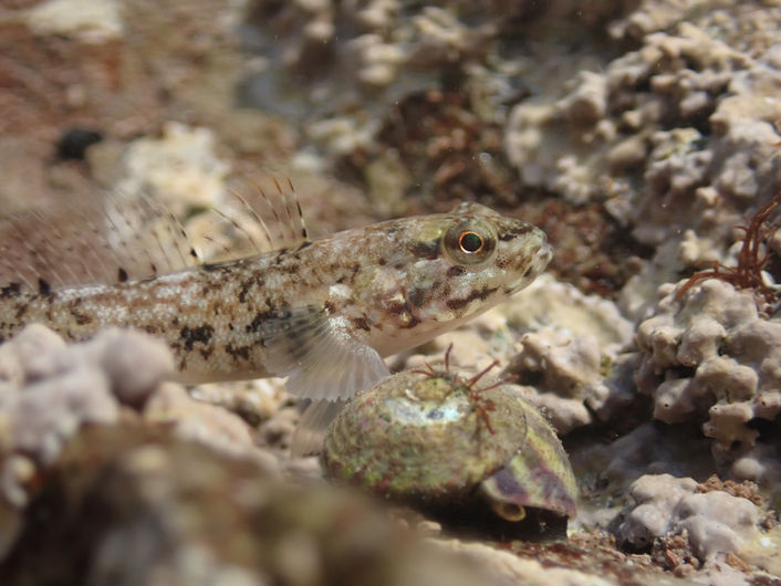 Blenny by Josh Symes