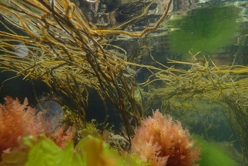 Rockpool Life by Josh Symes