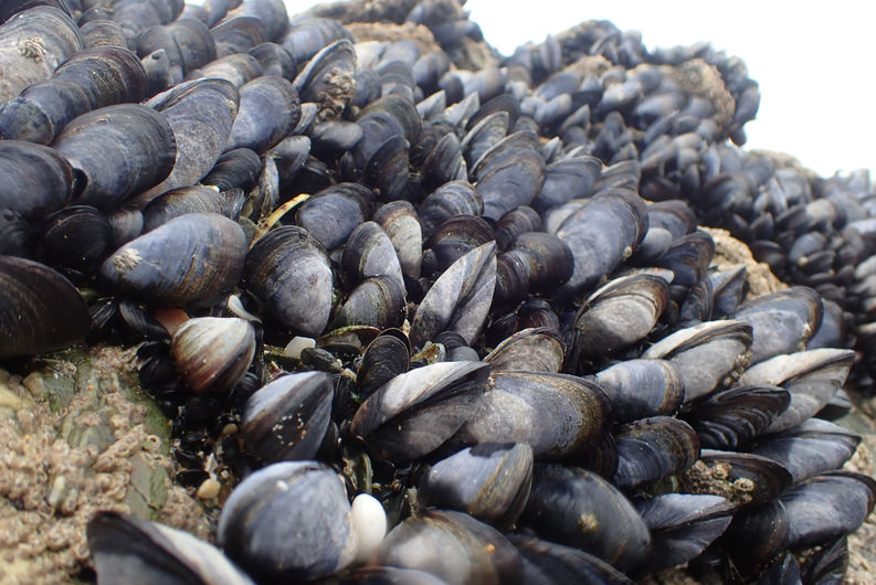 Mussel bed by Josh Symes