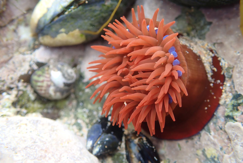 Anemone by Josh Symes