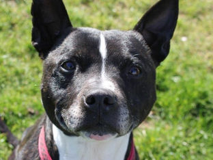 Tyson Needs a Home, can you help?