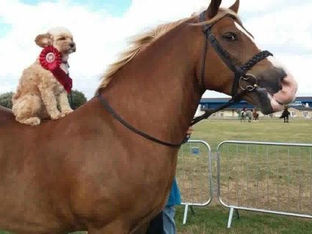 Dog show this Saturday