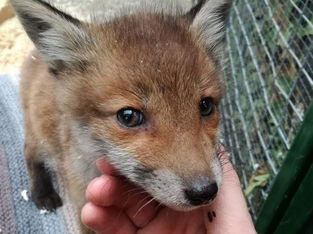 Paws for the fox man