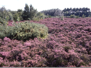 Restoration works for Formby Dune Heath Triangle has been postponed