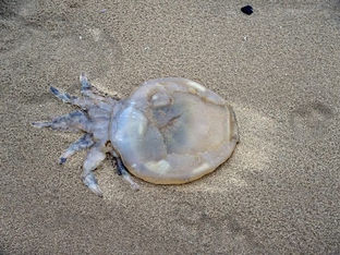 Sefton Coast Landscape Partnership have still got a few places for the Seashore Safari event