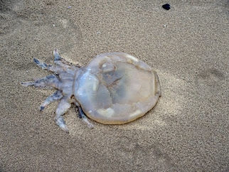 Sefton Coast Landscape Partnership have still got a few places for the Seashore Safari event