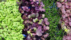 Microgreens.jpg