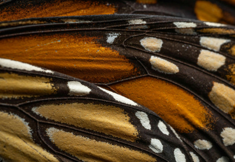A close up picture of the patterns on a butterfly wing to reflect that school leaders don't pause