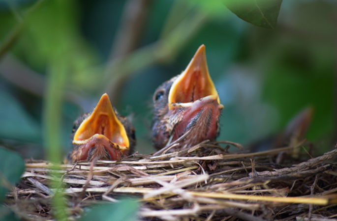 2 blackbird chick in a nest calling noisily for food.