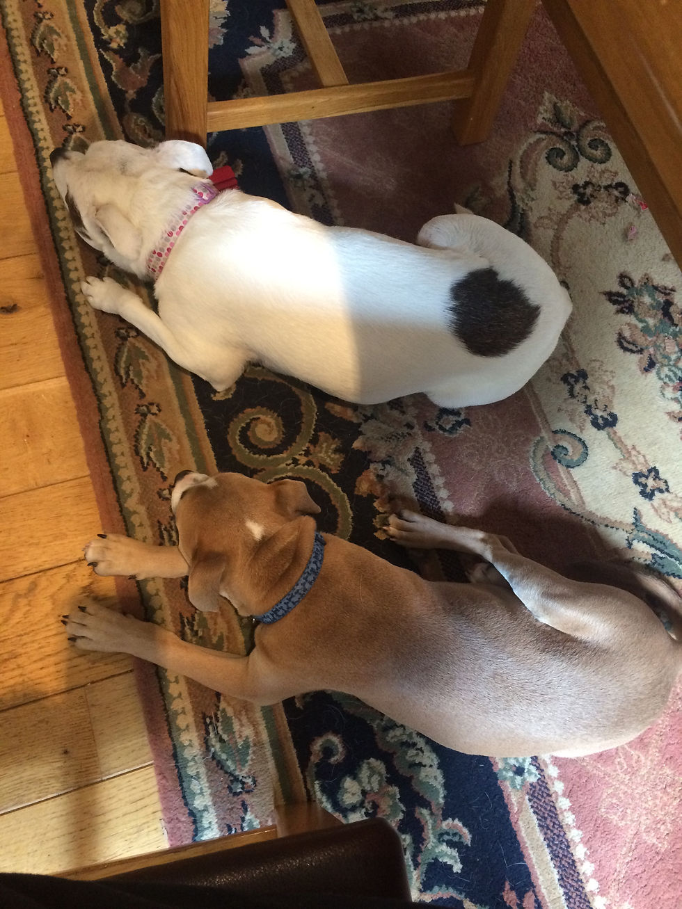 One brown dog one white puppy both Staffies. Laying in a similar position.