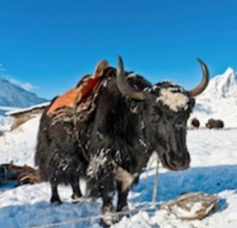 What Do ‘Yak’ and ‘Scud’ Mean to You?